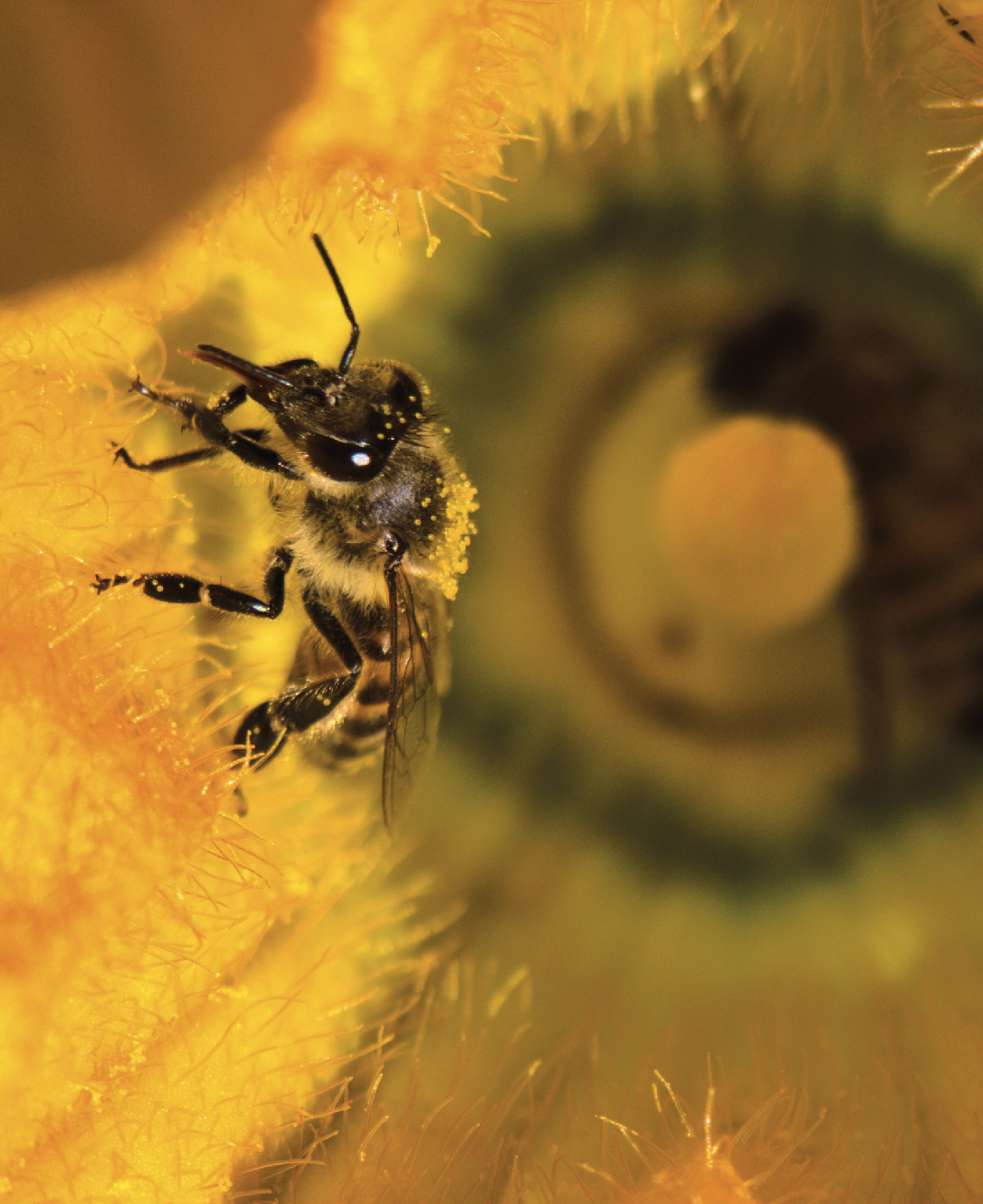 Abeille en train de polliniser une fleur