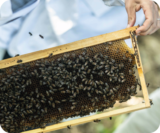 Découverte du monde des abeilles