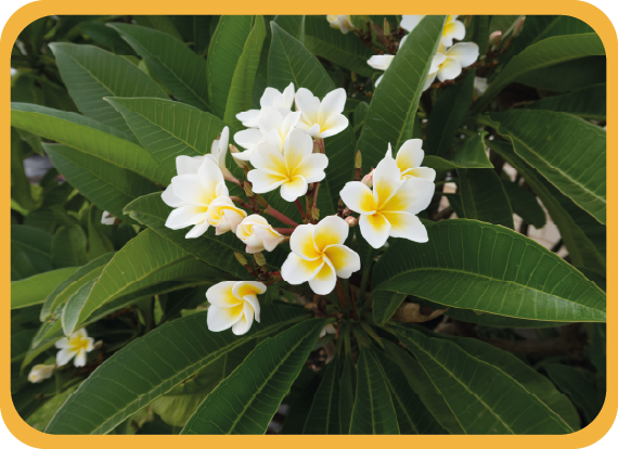 Fleurs blanches tropicales