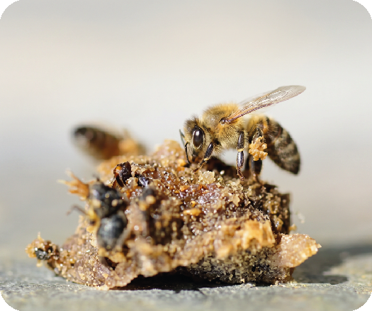 La propolis dans tous ses états