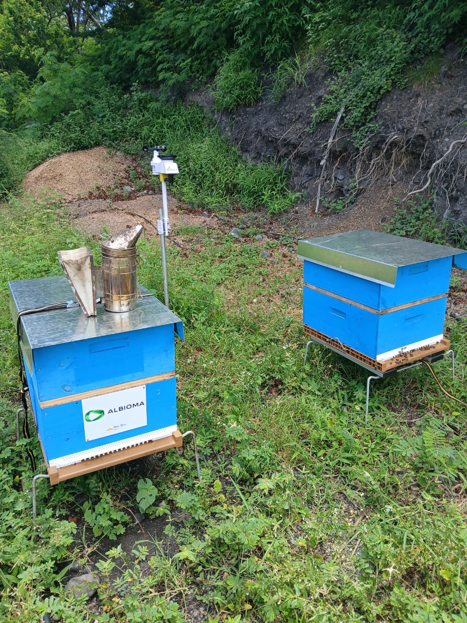 Projet ALBIOMA avec Bee Run