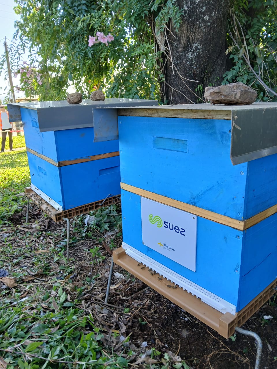 Projet SUEZ et biosurveillance
